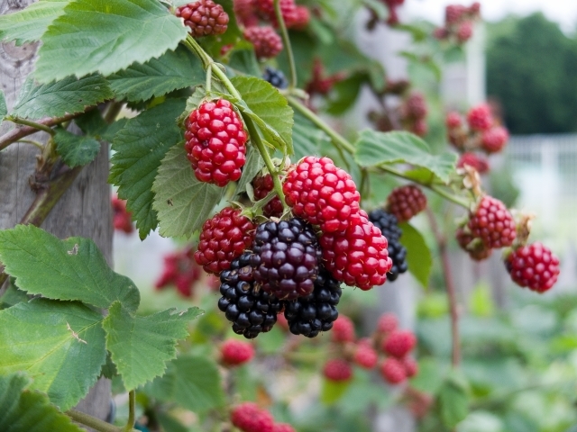 ラズベリー・木苺