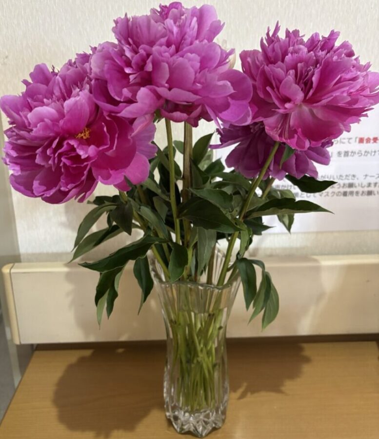 ピンクの芍薬