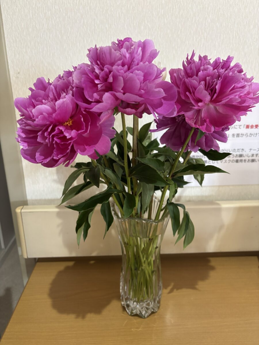 美しい芍薬の花