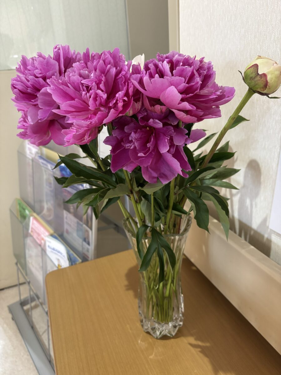 美しい芍薬の花